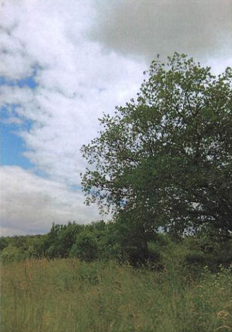 Agence immobilière de DOUILLERE